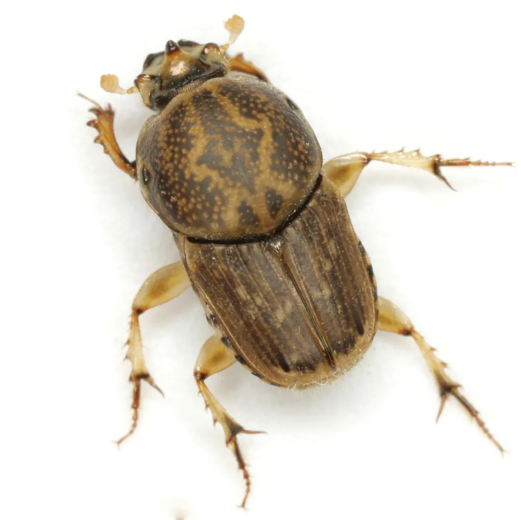 Euoniticellus intermedius - photo 2