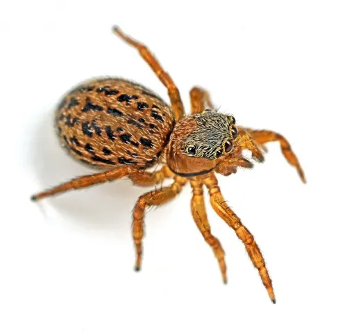 Euophrys frontalis