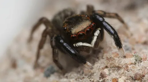 Euophrys frontalis - photo 2