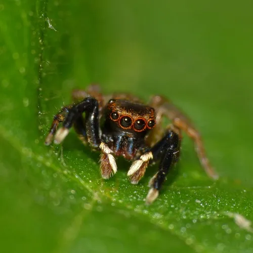 Euophrys frontalis - photo 3