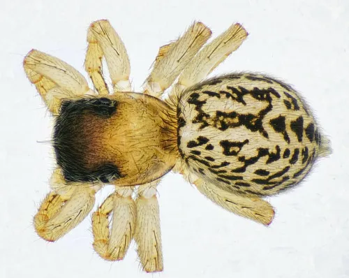Euophrys frontalis - photo 4