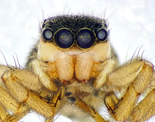 Euophrys frontalis - photo 5