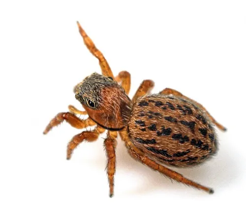 Euophrys frontalis - photo 8