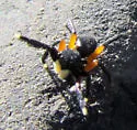 Euophrys monadnock - photo 2