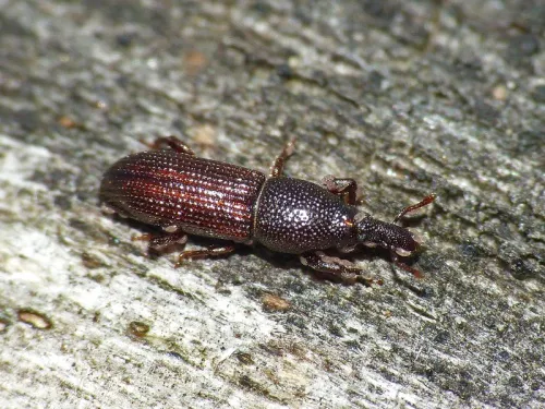 Euophryum confine - Euophryum confine