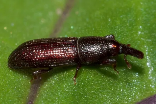 Euophryum confine - photo 2