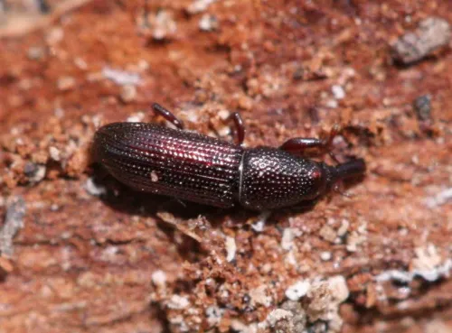 Euophryum confine - photo 3