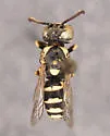 Euparagia scutellaris