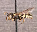 Euparagia scutellaris - photo 2