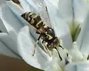 Euparagia scutellaris - photo 3