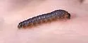 Spiny Ash Sawfly - Eupareophora parca