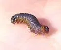 Spiny Ash Sawfly - photo 2