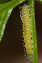 Spiny Ash Sawfly - photo 3
