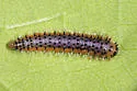 Spiny Ash Sawfly - photo 4