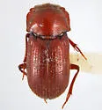 Euparia castanea