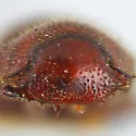 Euparia castanea - photo 2