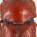 Euparia castanea - photo 3