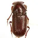 Euparia castanea - photo 4
