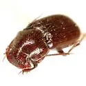 Euparia castanea - photo 5