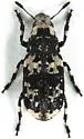 Euparius lugubris