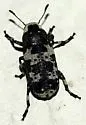 Euparius lugubris - photo 2