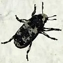 Euparius lugubris - photo 3