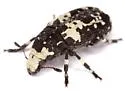 Euparius lugubris - photo 4