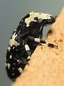 Euparius lugubris - photo 5