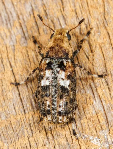 Euparius paganus - photo 2