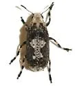 Euparius pictus