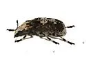 Euparius pictus - photo 2