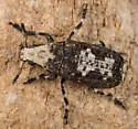 Euparius pictus - photo 3