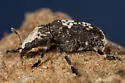Euparius pictus - photo 4