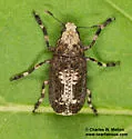 Euparius pictus - photo 5