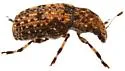 Euparius subtesselatus