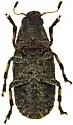 Euparius subtesselatus - photo 2