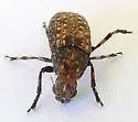 Euparius subtesselatus - photo 3