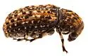 Euparius subtesselatus - photo 4