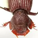 Euparixia moseri - photo 3