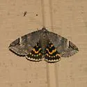Locust Underwing - Hodges#8719 - photo 2