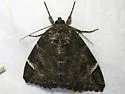 Locust Underwing - Hodges#8719 - photo 3