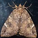 Locust Underwing - Hodges#8719 - photo 4
