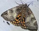 Locust Underwing - Hodges#8719 - photo 5