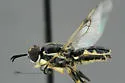 Euparyphus albipilosus