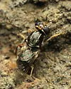 Euparyphus albipilosus - photo 4
