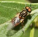 Euparyphus arizonae