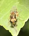 Euparyphus arizonae - photo 2