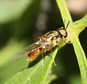 Euparyphus arizonae - photo 3