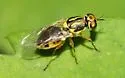 Euparyphus brevicornis