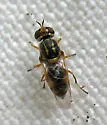 Euparyphus cinctus
